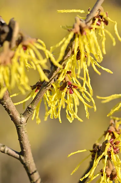 529232 - Witch hazel (Hamamelis x intermedia 'Westerstede')