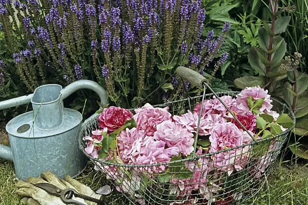 429192 - Withered roses in a wire basket
