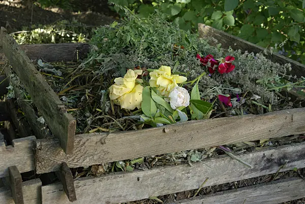 456010 - Withered roses in a wooden compost bin