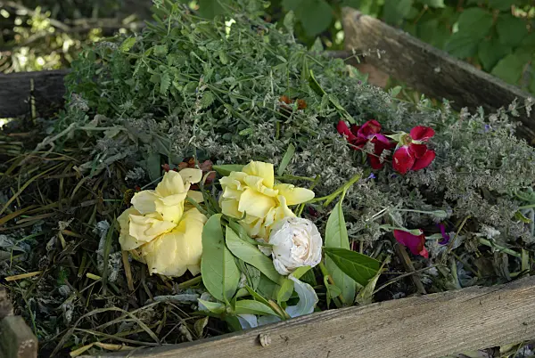 456011 - Withered roses in a wooden compost bin