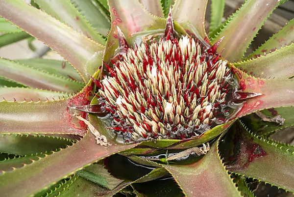 625060 - Wittrockia superba