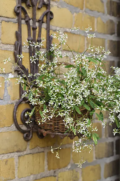 473257 - Wolfsmilch (Euphorbia hypericifolia 'Diamond Frost')