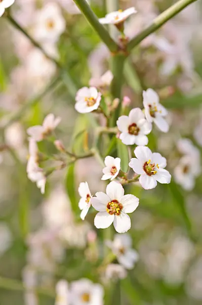471084 - Wolfsmilch (Euphorbia xanti)