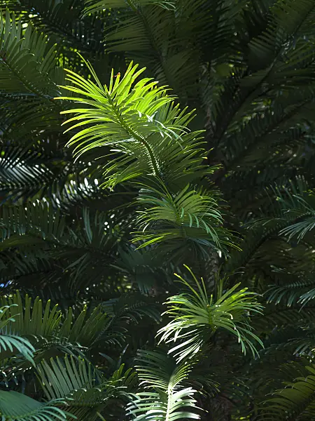 455382 - Wollemi pine (Wollemia nobilis)