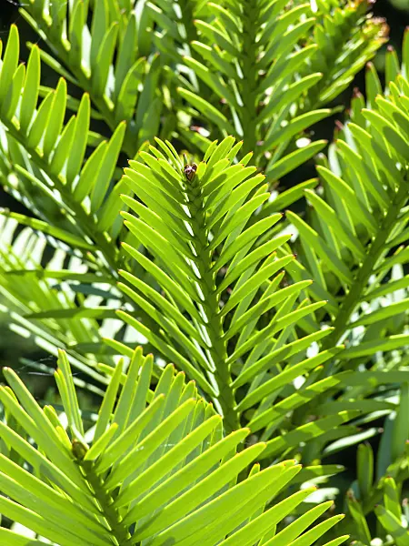 455399 - Wollemi pine (Wollemia nobilis)