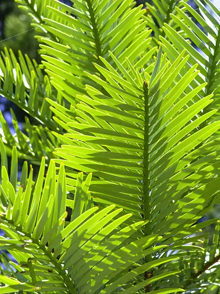 455400 - Wollemi pine (Wollemia nobilis)