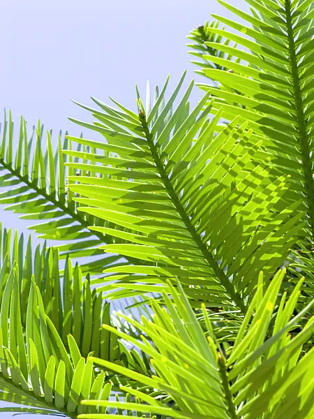 455402 - Wollemi pine (Wollemia nobilis)