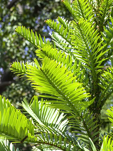 455404 - Wollemi pine (Wollemia nobilis)