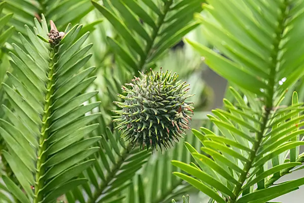 664480 - Wollemi pine (Wollemia nobilis)