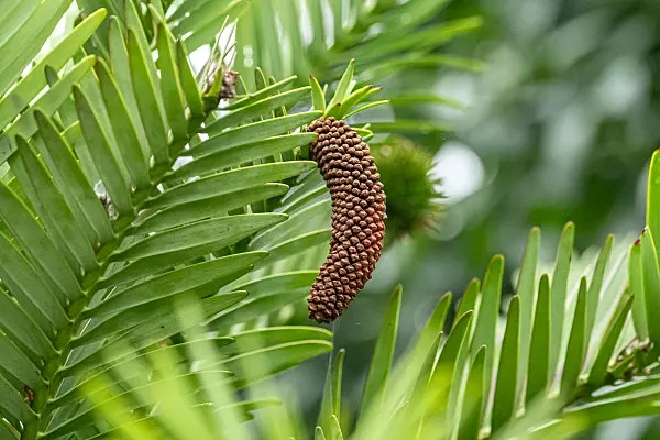 664481 - Wollemi pine (Wollemia nobilis)