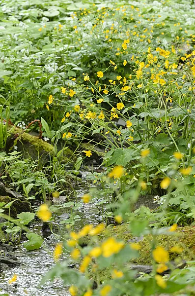 508069 - Wolliger Hahnenfuß (Ranunculus lanuginosus)