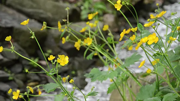 508100 - Wolliger Hahnenfuß (Ranunculus lanuginosus)