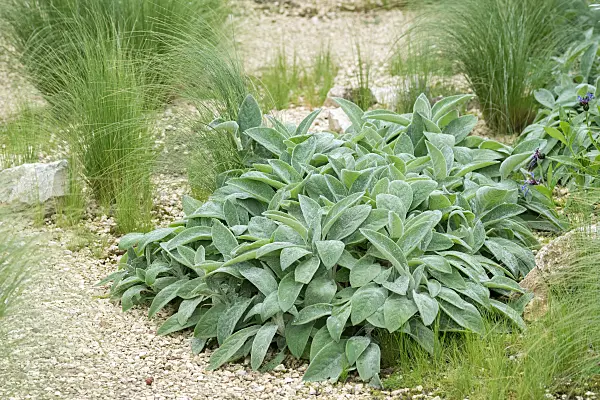 664440 - Wollziest (Stachys byzantina 'Big Ears')