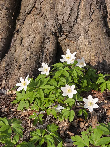 400100 - Wood anemone (Anemone nemorosa)