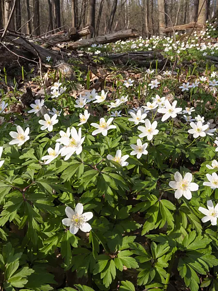 400101 - Wood anemone (Anemone nemorosa)