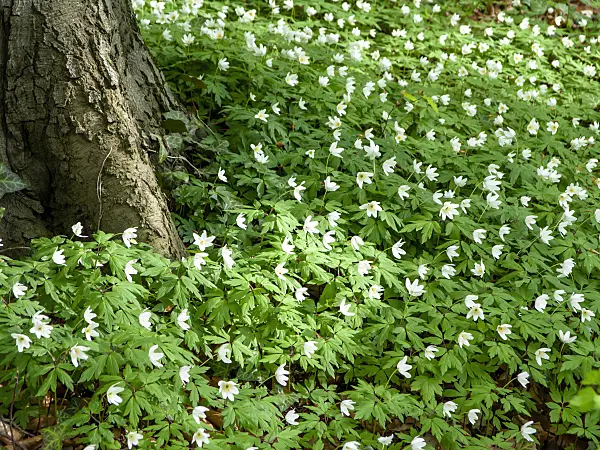 436263 - Wood anemone (Anemone nemorosa)