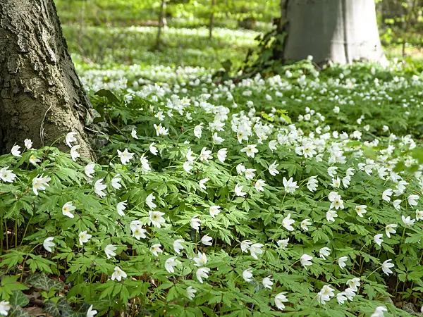 436264 - Wood anemone (Anemone nemorosa)
