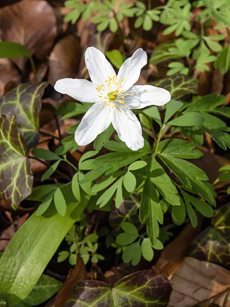 459005 - Wood anemone (Anemone nemorosa)
