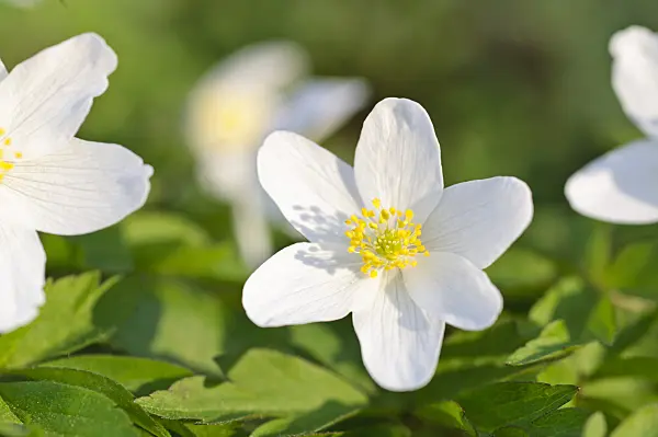 471012 - Wood anemone (Anemone nemorosa)