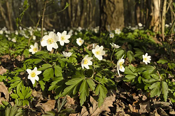 495072 - Wood anemone (Anemone nemorosa)