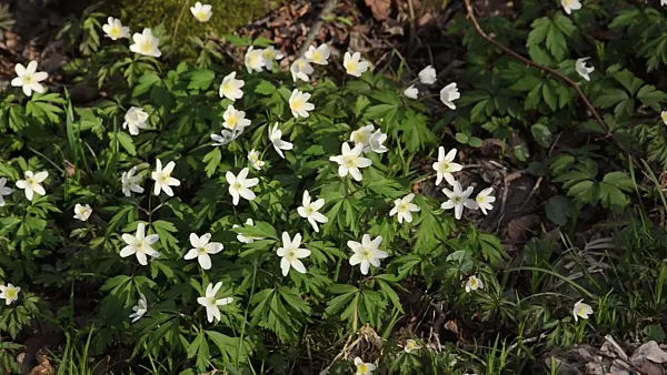 495078 - Wood anemone (Anemone nemorosa)