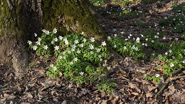 495079 - Wood anemone (Anemone nemorosa)