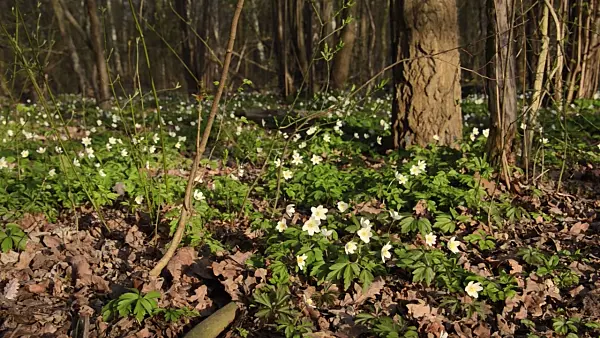 495081 - Wood anemone (Anemone nemorosa)