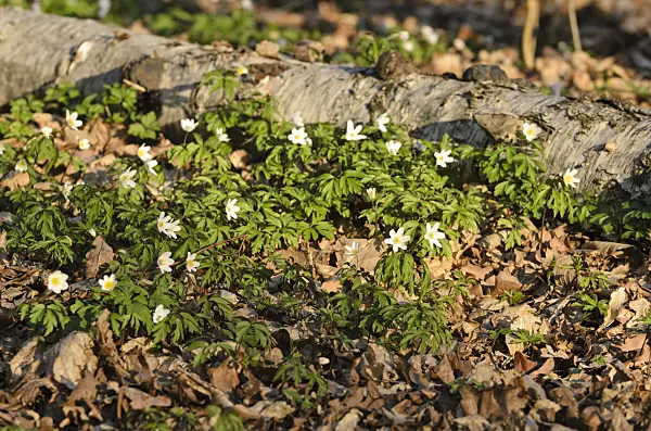 506064 - Wood anemone (Anemone nemorosa)