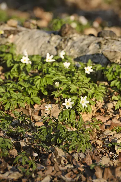 506065 - Wood anemone (Anemone nemorosa)