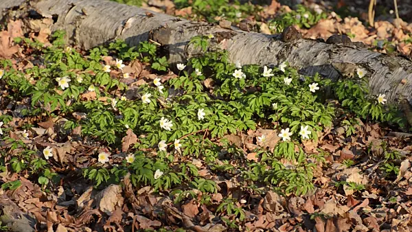506068 - Wood anemone (Anemone nemorosa)