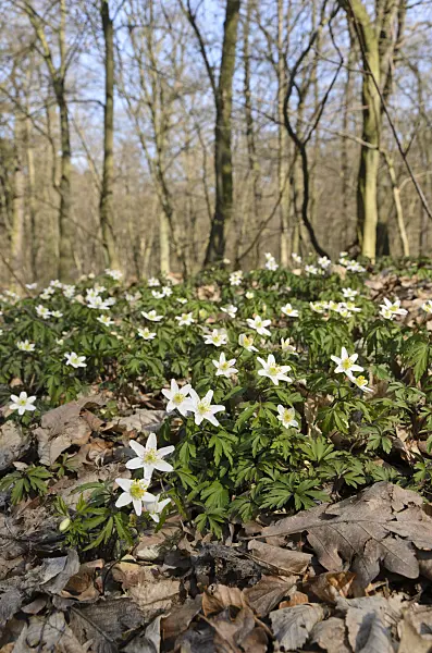 506076 - Wood anemone (Anemone nemorosa)