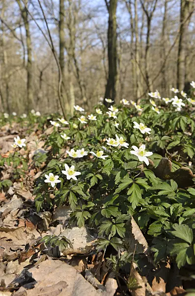 506077 - Wood anemone (Anemone nemorosa)