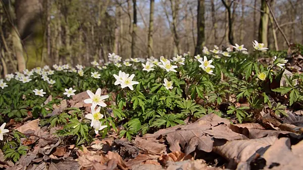 506091 - Wood anemone (Anemone nemorosa)