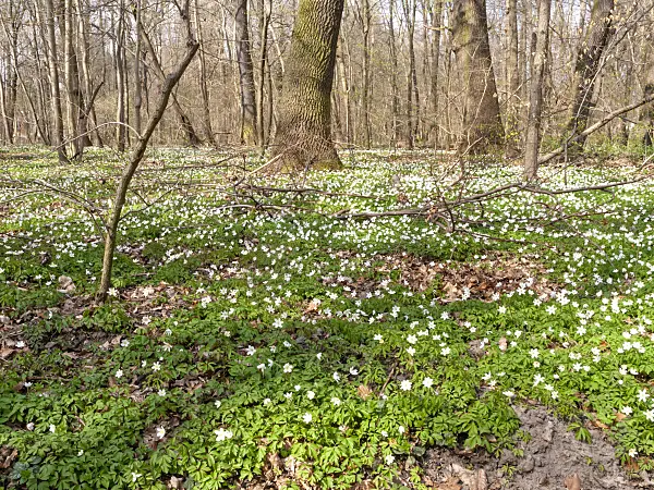 509203 - Wood anemone (Anemone nemorosa)
