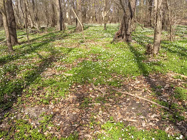 509204 - Wood anemone (Anemone nemorosa)