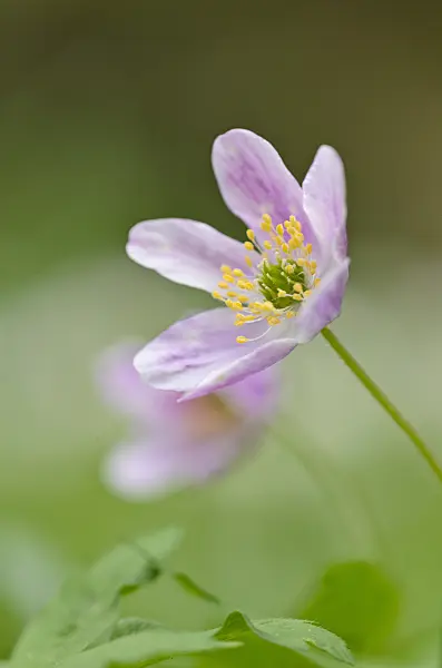 520010 - Wood anemone (Anemone nemorosa)