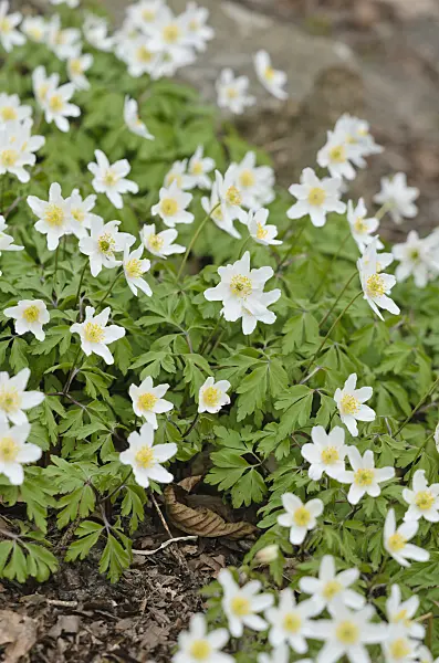 543013 - Wood anemone (Anemone nemorosa)