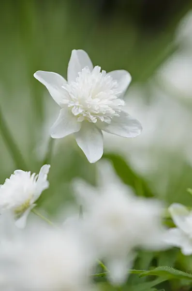 520109 - Wood anemone (Anemone nemorosa 'Alba Plena')