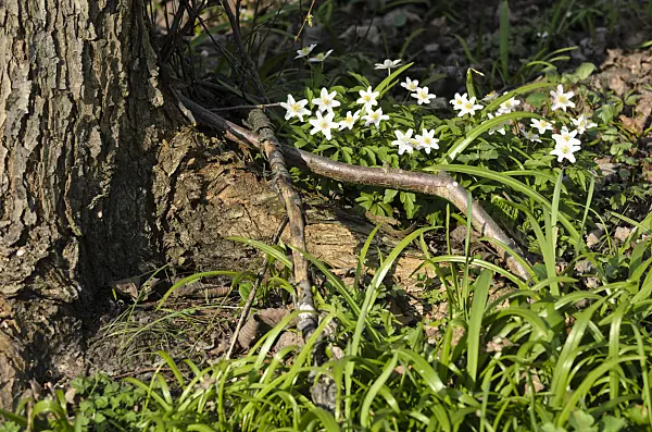 506078 - Wood anemone (Anemone nemorosa) and few flowered leek (Allium paradoxum)
