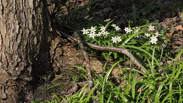 506096 - Wood anemone (Anemone nemorosa) and few flowered leek (Allium paradoxum)