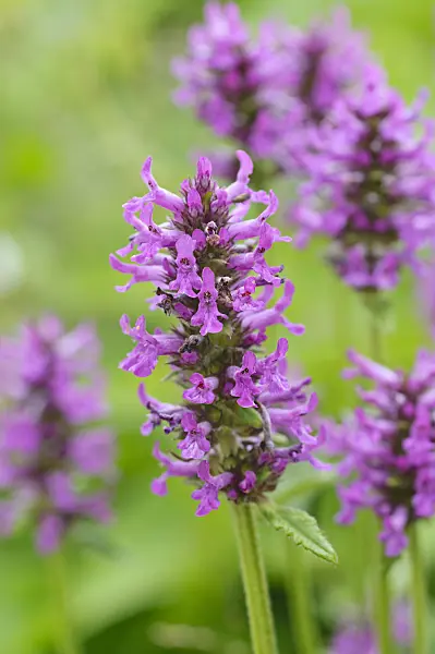 473282 - Wood betony (Betonica officinalis syn. Stachys officinalis)