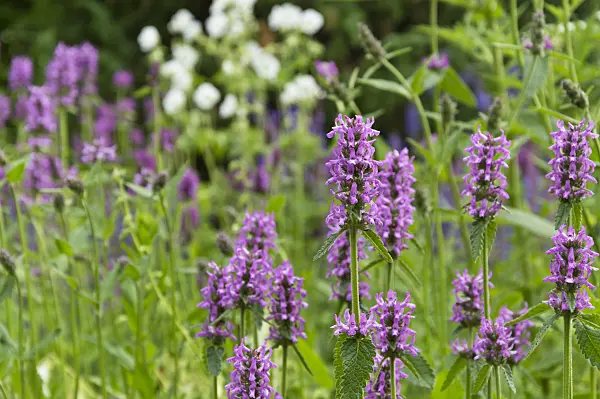 509212 - Wood betony (Betonica officinalis syn. Stachys officinalis)
