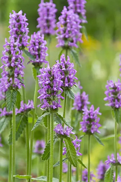 509213 - Wood betony (Betonica officinalis syn. Stachys officinalis)