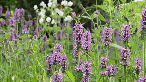 509217 - Wood betony (Betonica officinalis syn. Stachys officinalis)