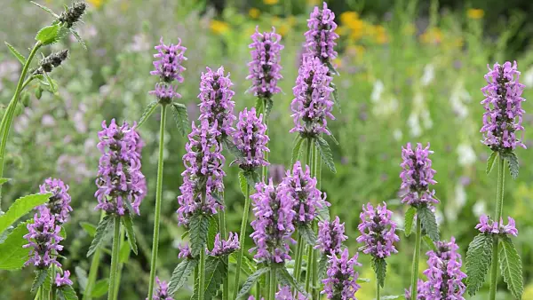 509218 - Wood betony (Betonica officinalis syn. Stachys officinalis)