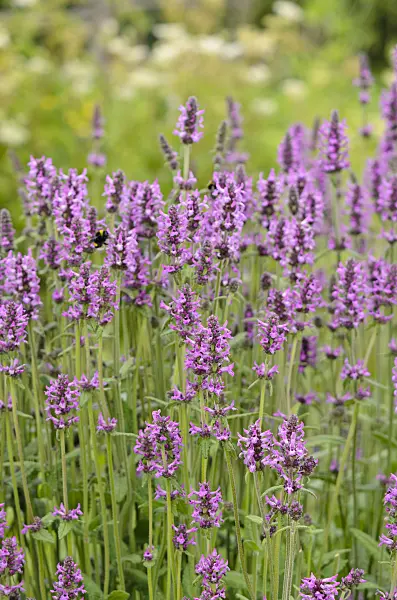 534217 - Wood betony (Betonica officinalis syn. Stachys officinalis)