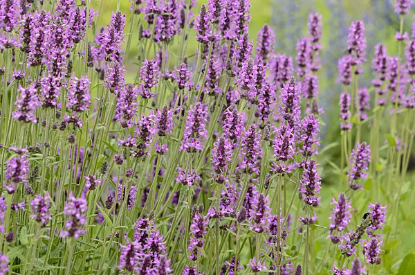 534218 - Wood betony (Betonica officinalis syn. Stachys officinalis)