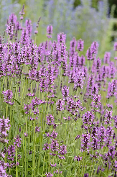 534219 - Wood betony (Betonica officinalis syn. Stachys officinalis)