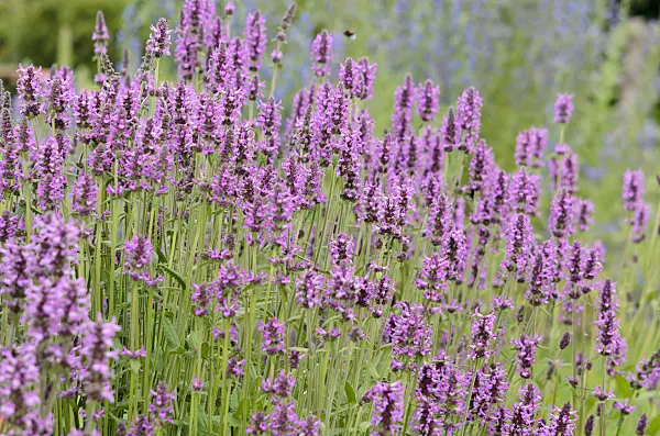 534220 - Wood betony (Betonica officinalis syn. Stachys officinalis)
