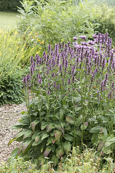 651539 - Wood betony (Betonica officinalis syn. Stachys officinalis)